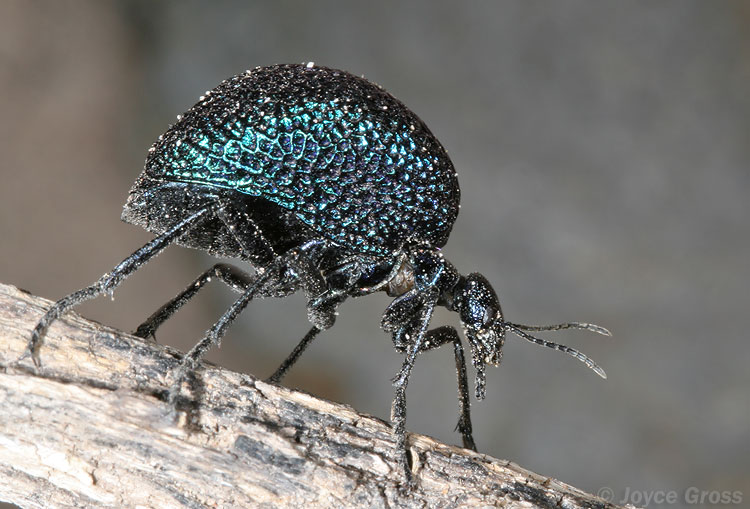 Cysteodemus wislizeni