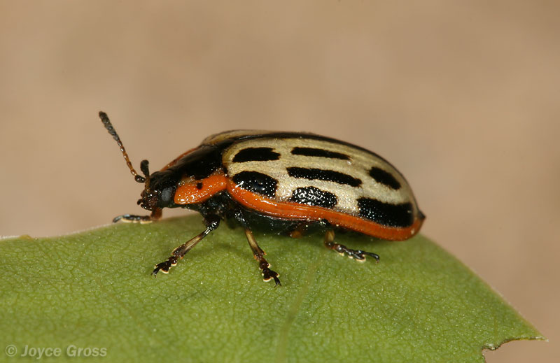 Chrysomela scripta