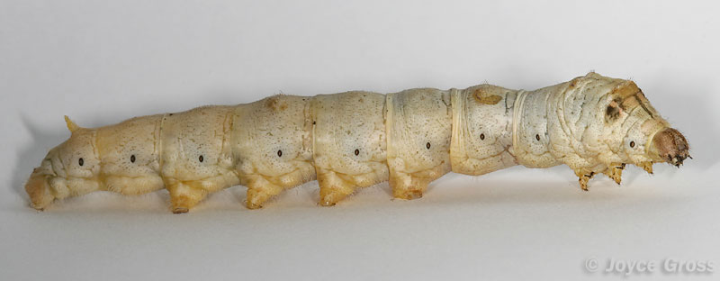 Bombyx mori