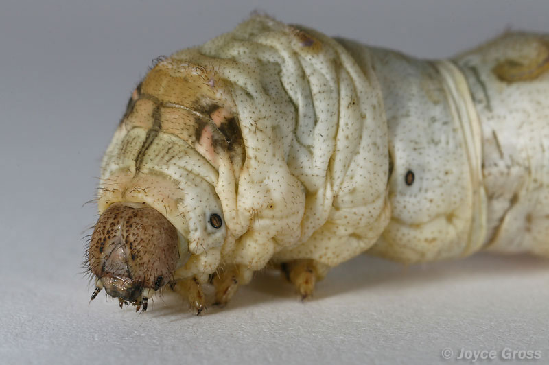 Bombyx mori