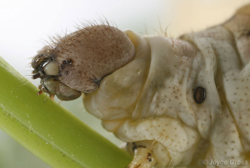 Bombyx mori