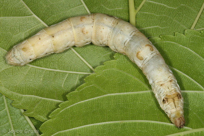 Bombyx mori