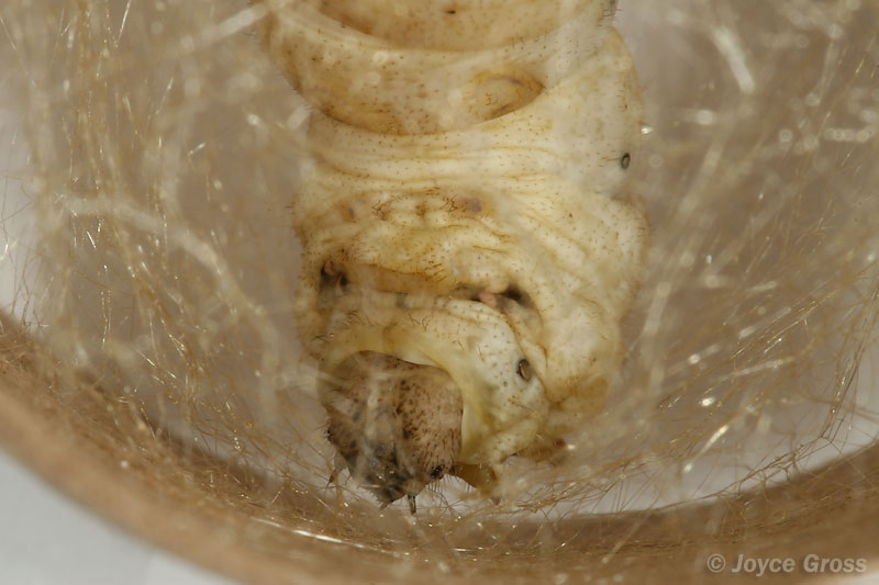 Bombyx mori