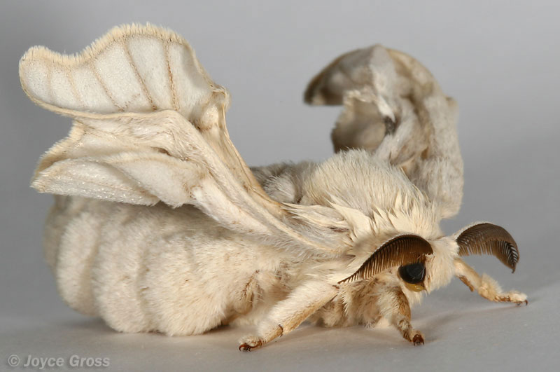 Bombyx mori