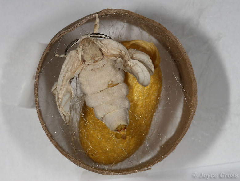 Bombyx mori
