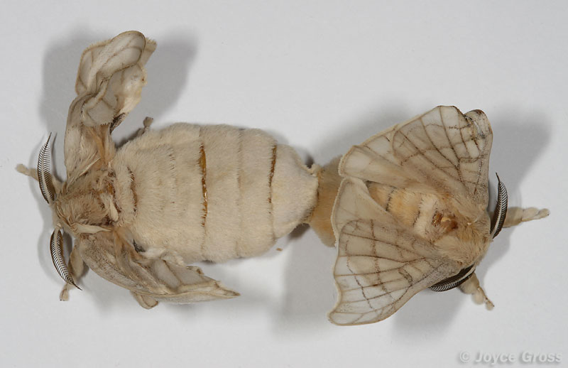 Bombyx mori