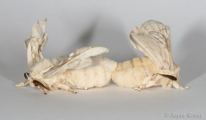 Bombyx mori