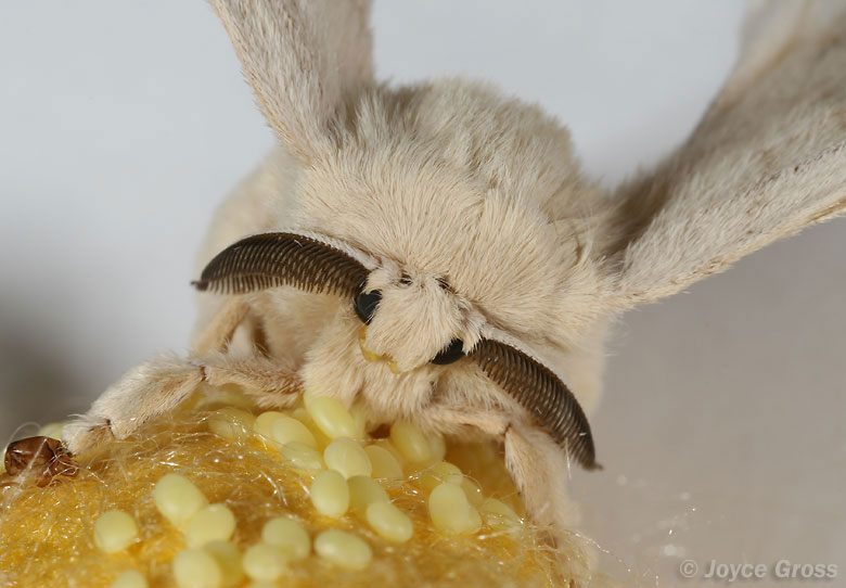 Bombyx mori