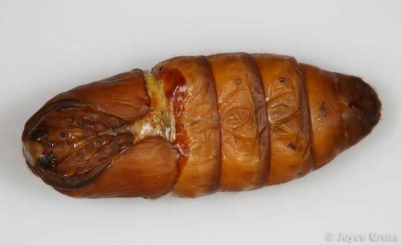 Bombyx mori