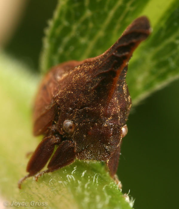 Campylenchia latipes