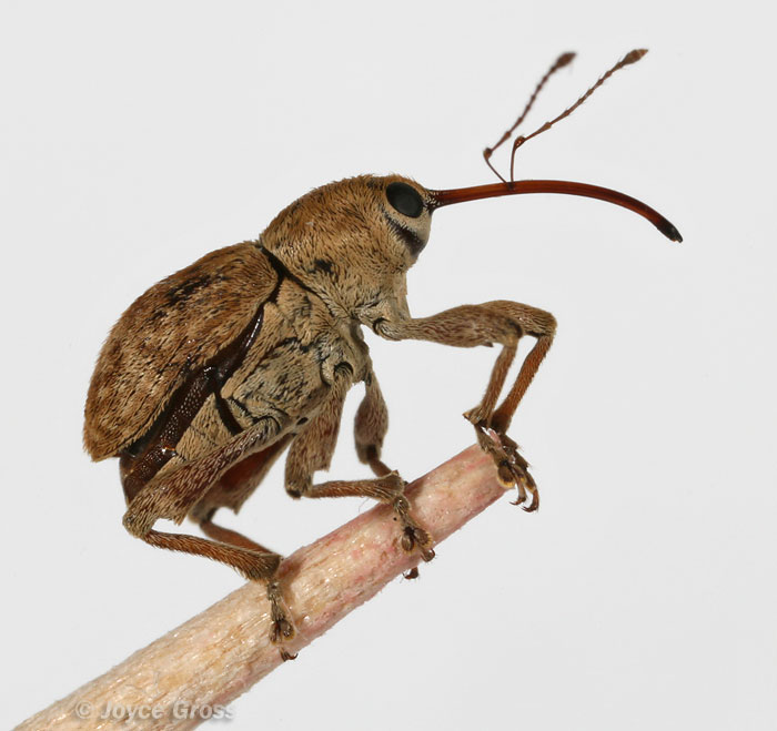 Curculio sp.