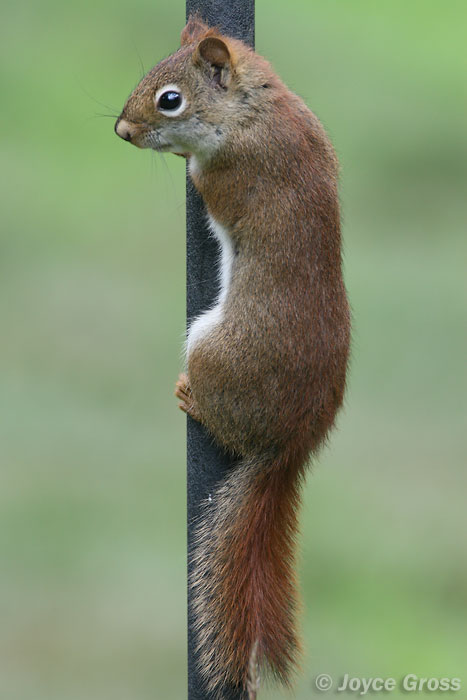 Tamiasciurus hudsonicus