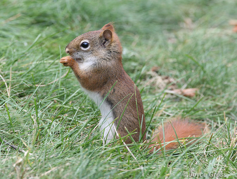 Tamiasciurus hudsonicus