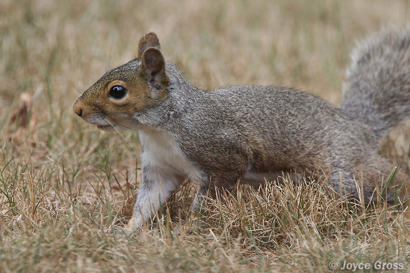 Sciurus carolinensis