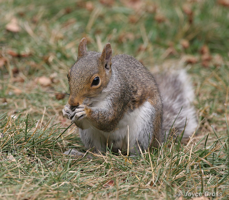Sciurus carolinensis