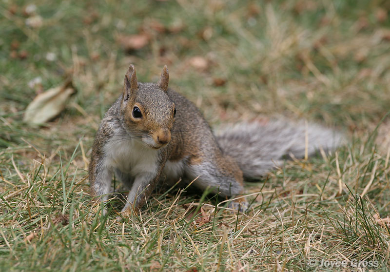 Sciurus carolinensis
