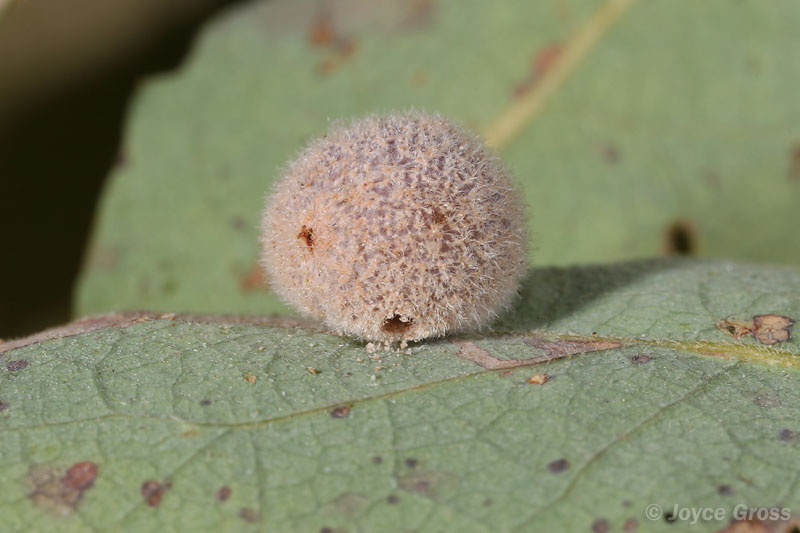 Besbicus multipunctatus