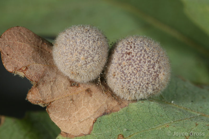 Besbicus multipunctatus