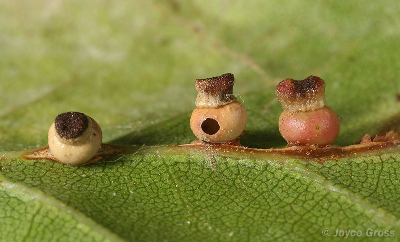 Callirhytis serricornis