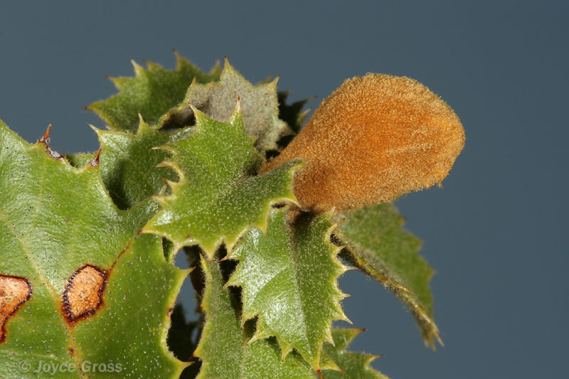 Heteroecus melanoderma