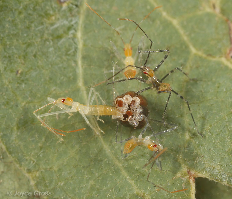Zelus renardii