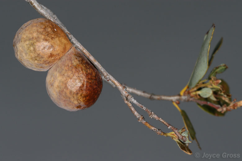 Trichoteras vacciniifoliae