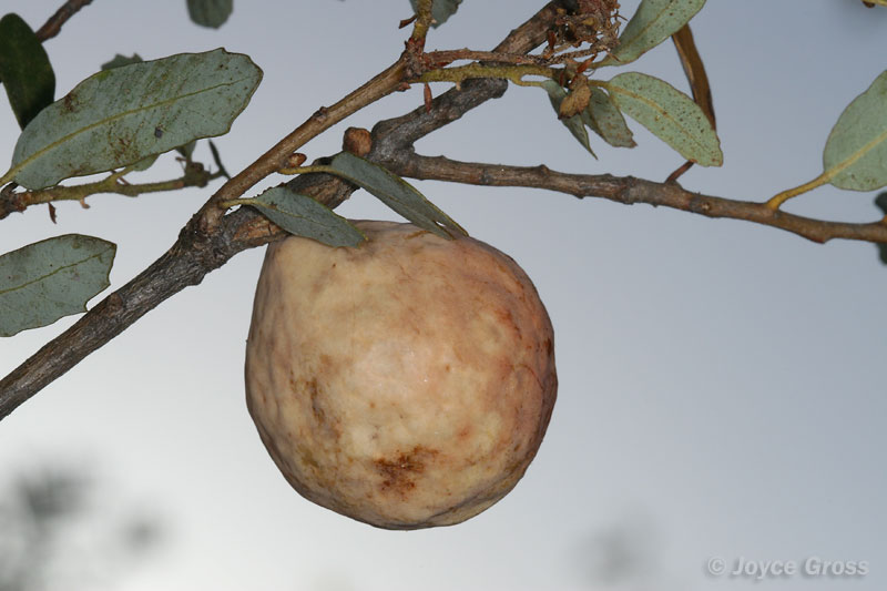 Trichoteras vacciniifoliae