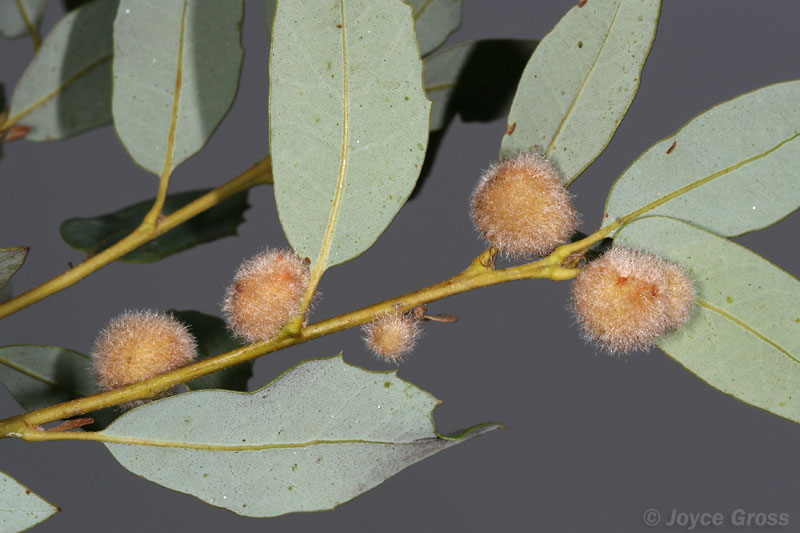 Disholandricus lasius