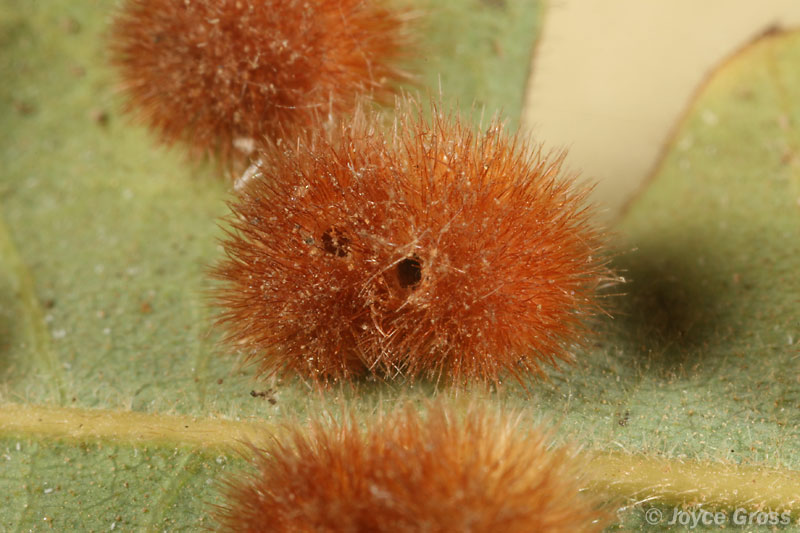 Sphaeroteras trimaculosum