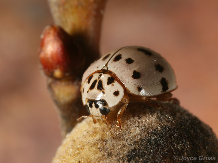 Olla v-nigrum
