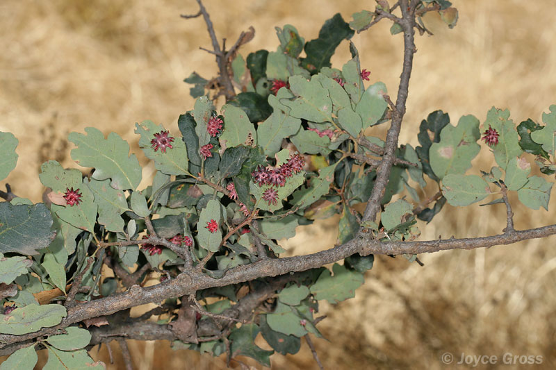 Antron quercusechinus