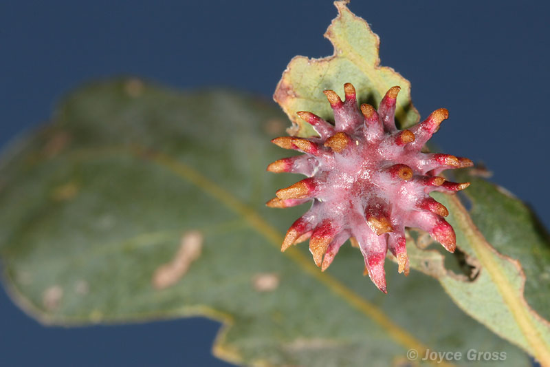 Antron quercusechinus