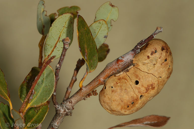 Disholandricus reniformis