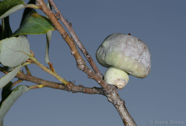 Heteroecus sanctaeclarae