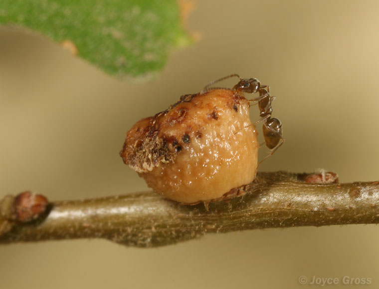 Disholcaspis eldoradensis