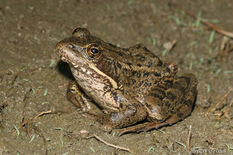 Rana draytonii