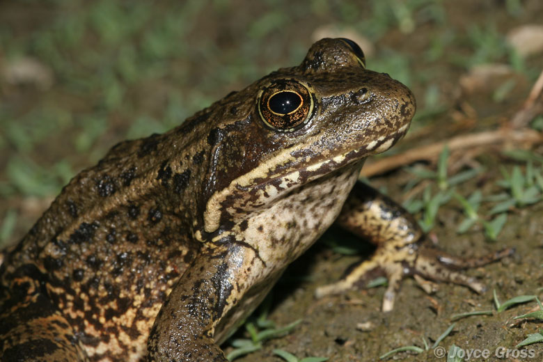 Rana draytonii