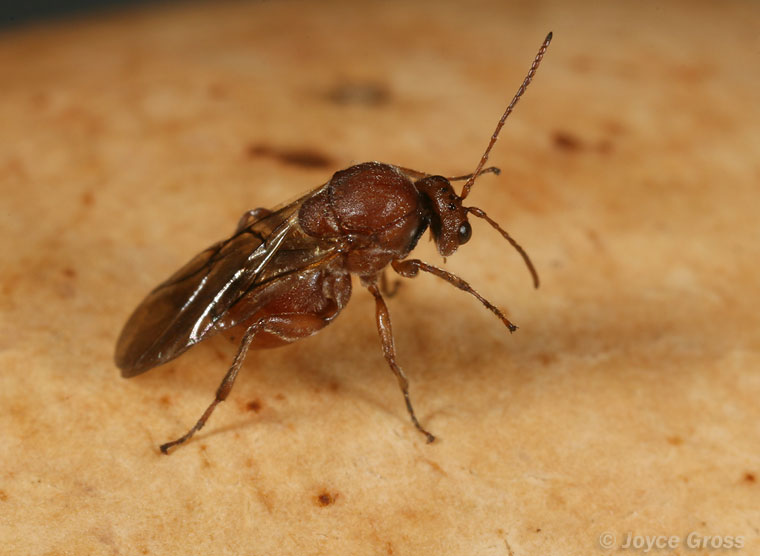 Andricus quercuscalifornicus