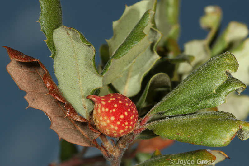 Burnettweldia plumbella