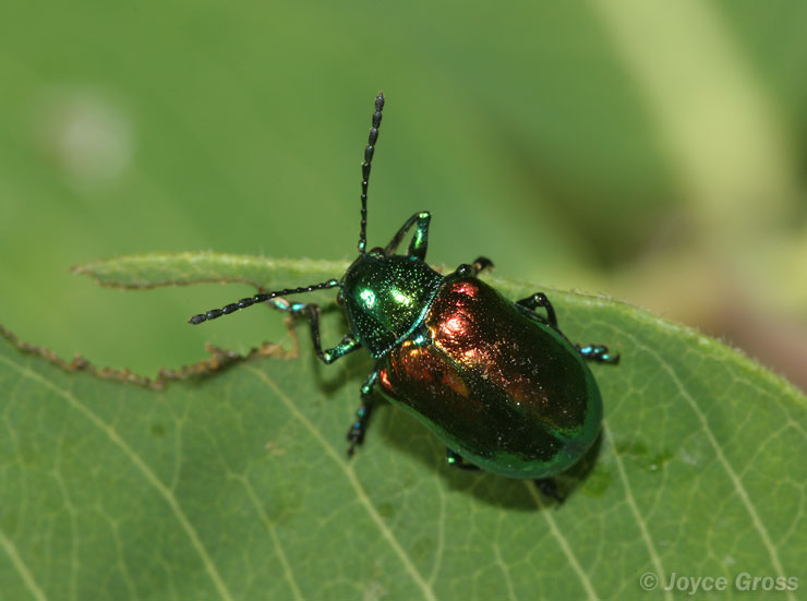 Chrysochus auratus