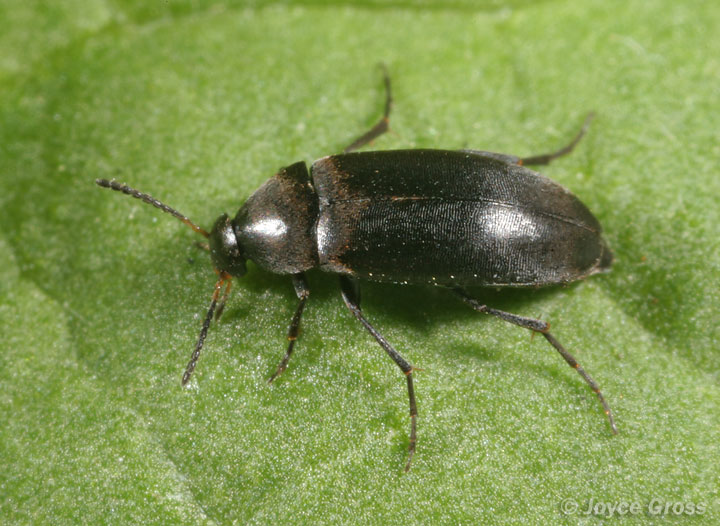 Anaspis atrata