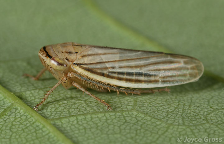 Athysanus argentarius
