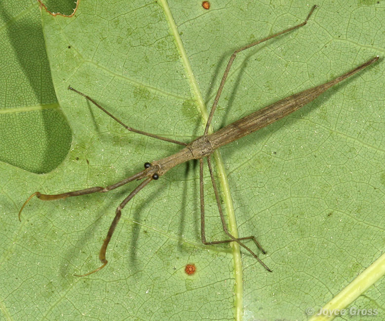 Ranatra sp.