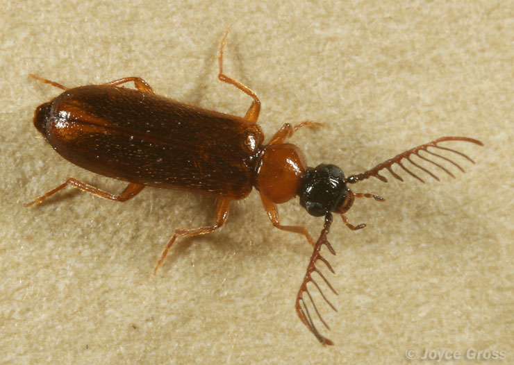 Pedilus flabellatus