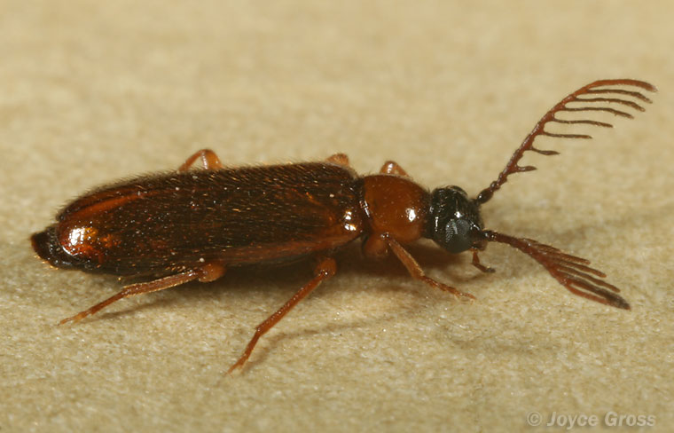 Pedilus flabellatus