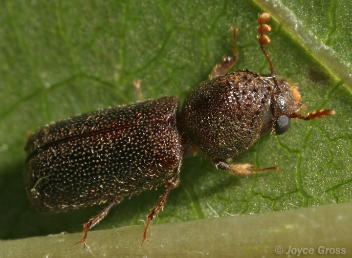 Prostephanus punctatus