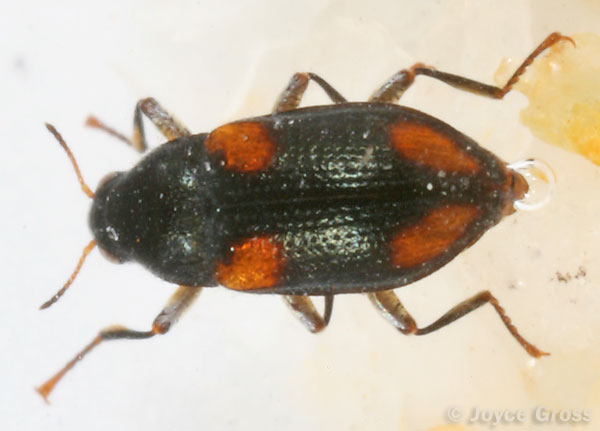Optioservus quadrimaculatus