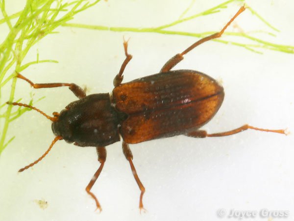Ordobrevia nubifera