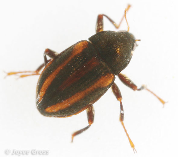 Optioservus trivittatus