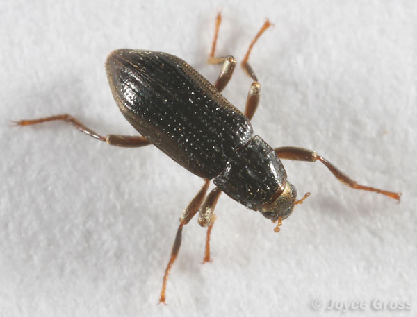 Zaitzevia parvula
